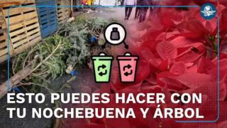¿Dónde llevar tu árbol de Navidad y nochebuena en CDMX tras las fiestas?