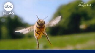 ‘Secrets of the Bees’ reveals the genius nature of bees and their impact on Earth