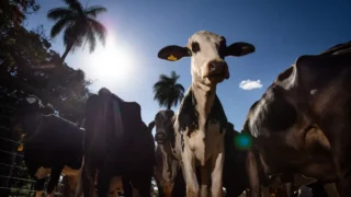 União Europeia oficializa veto à carne brasileira a partir de setembro