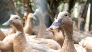 Sanciona lei que proíbe produção e comercialização de fois gras