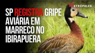 SP confirma caso de gripe aviária em marreco no Parque Ibirapuera